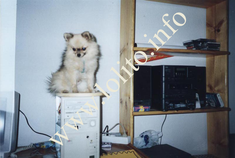 Lolito en el PC